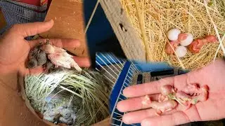 Visit Gouldian and Exotic Finches Breeding setup in Gujranwala || Breeding Season 2024-25||