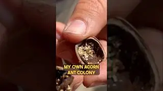 Acorn Ant Colony 🌰!