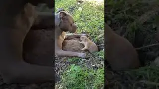 Собака и суслик