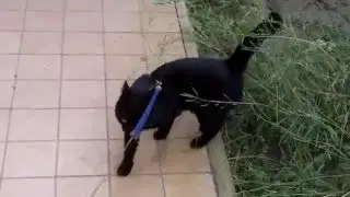 Bi gioca in mezzo all'erba!