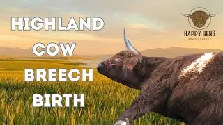 Highland cow breech birth