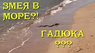 Поселок Волна. Дельфины и змеи в Черном море | ГАДЮКА??? | Плавание с дельфинами