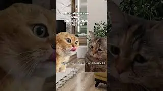 Дорогая, вообще то я в семье главный! 