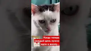 Котики 🐈 Школа Back to school #music #funny #comedy #юмор #funnypets #cat #котики #школа