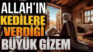 Peygamberimizin Kediler ile ilgili Sözleri