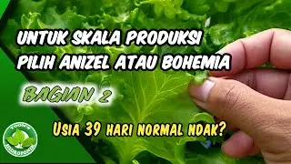 Comparison of anizel lettuce and bohemia at 39 days of age
