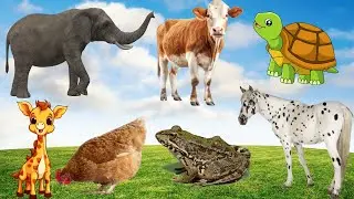 Learn the food of animals: dogs, cats, cows, elephants, chickens - animal sounds