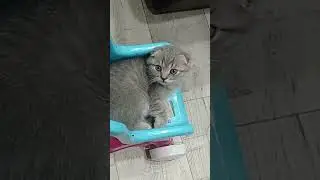 котик в коляске! котик лялька