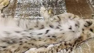 Шкурки рыси, купить шкурки рыси, купить шкурки рыси в Екатеринбурге, мех рыси