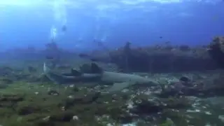 Scuba Dive at Fernando de Noronha