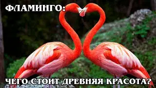 FLAMINGO: An ancient bird with an inverted mouth likes to eat crayfish | facts about animal birds
