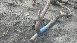 Днепровский сувенир , Рембо , Красава
