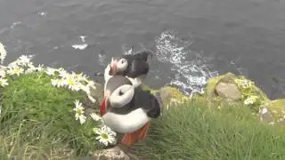 Тупики в Исландии. Puffins in Iceland Go Pro Hero 3