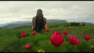 Календская тропа (Крым), горные пионы...