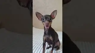 Посмотрите на этого красавца!!!🐕♥️🐾