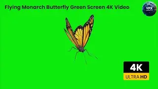 Flying Monarch Butterfly Green Screen 4K Video #greenscreen #butterfly #monarch #edit #viralvideo