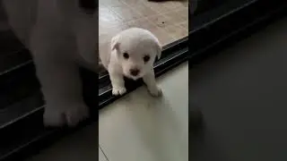 Baby Puppy Barking #barking #puppy #shorts