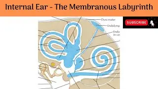 Membranous Labyrinth |Cochlear Duct |Spiral Organ of Corti | Saccule, Utricle & Semicircular ducts |