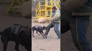 💥Hard hit🔥#STRAZHODESSA German Shepherd Training Odessa 2024