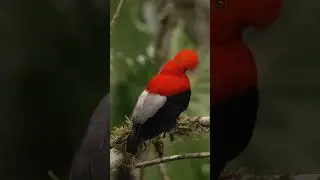 Andean Cock on the Rock 