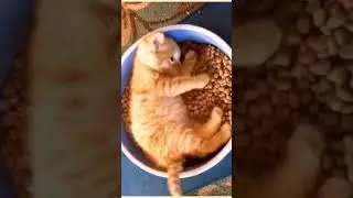 Котёнок на каникулах у бабушки