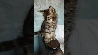 Красотка моя