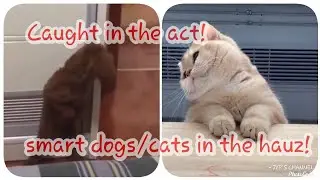 Pets on tiktok! caught in the act!