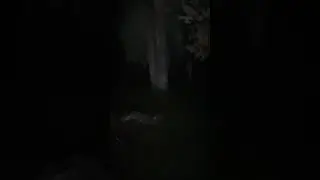Screeching Owl hunts for food at night in my yard