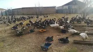Қаз өсіру немесе иттен асқан көмекші жоқ