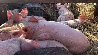 Цены на поросят на рынке!!! Покупаем поросят