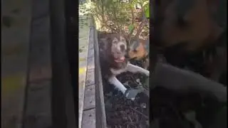 Huskies are liquid | Aya Sophia stuck under smol deck | Husky Antics