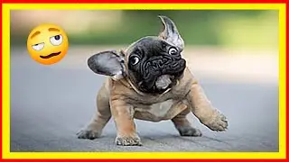 Funniest Animals - Fun moments with pets - cats/dogs/others