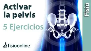 5 EJERCICIOS para ACTIVAR tu PELVIS
