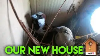 How to Make Simple Bird House Using Cardboard || Save Sparrows