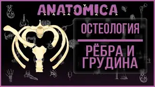 Анатомия рёбер и грудины / Остеология