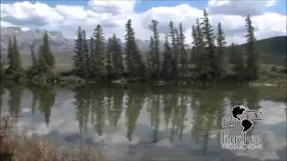 The Wildlife - •