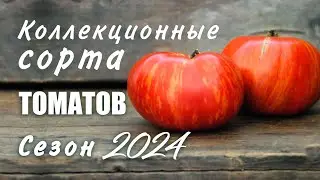 Томаты. Коллекционные сорта от селекционеров Италии, Франции, США