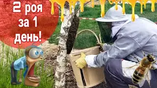 Поймал 2 роя за 1 день!