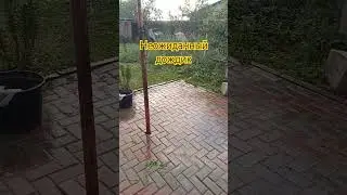 НЕОЖИДАННЫЙ ДОЖДИК