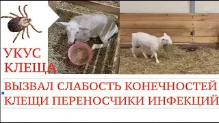 ЯГНЕНОК УПАЛ НА НОГИ | КЛЕЩ ВЫЗВАЛ ПАРЕЗ