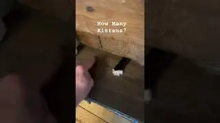 How Many Kittens?