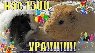 Нас 1500/Канал растёт/Всем спасибо/Морские свинки и шиншилла Шуша