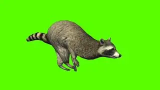 Raccoon || 4