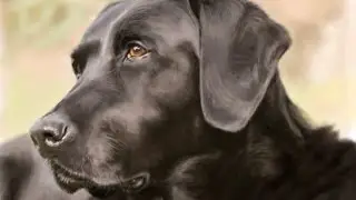Photoshop drawing - Dog / Рисунок в Фотошоп - Собака