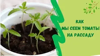 🌿🍅Как мы сеем томаты на рассаду Посев томатов на рассаду