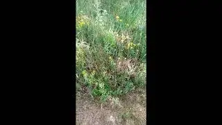 продолжаю собирать  чай
