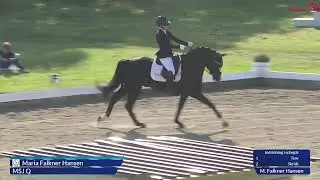 MSJ Q (Quentensprung x Bordeaux x Sir Donnerhall)