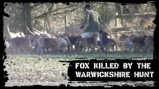 Fox killed by the Warwickshire Hunt