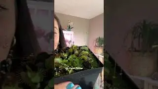 Growing my Venus fly trap indoors  and winter dormancy 