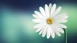 Footage Chamomile/🌼/Футаж ромашка/